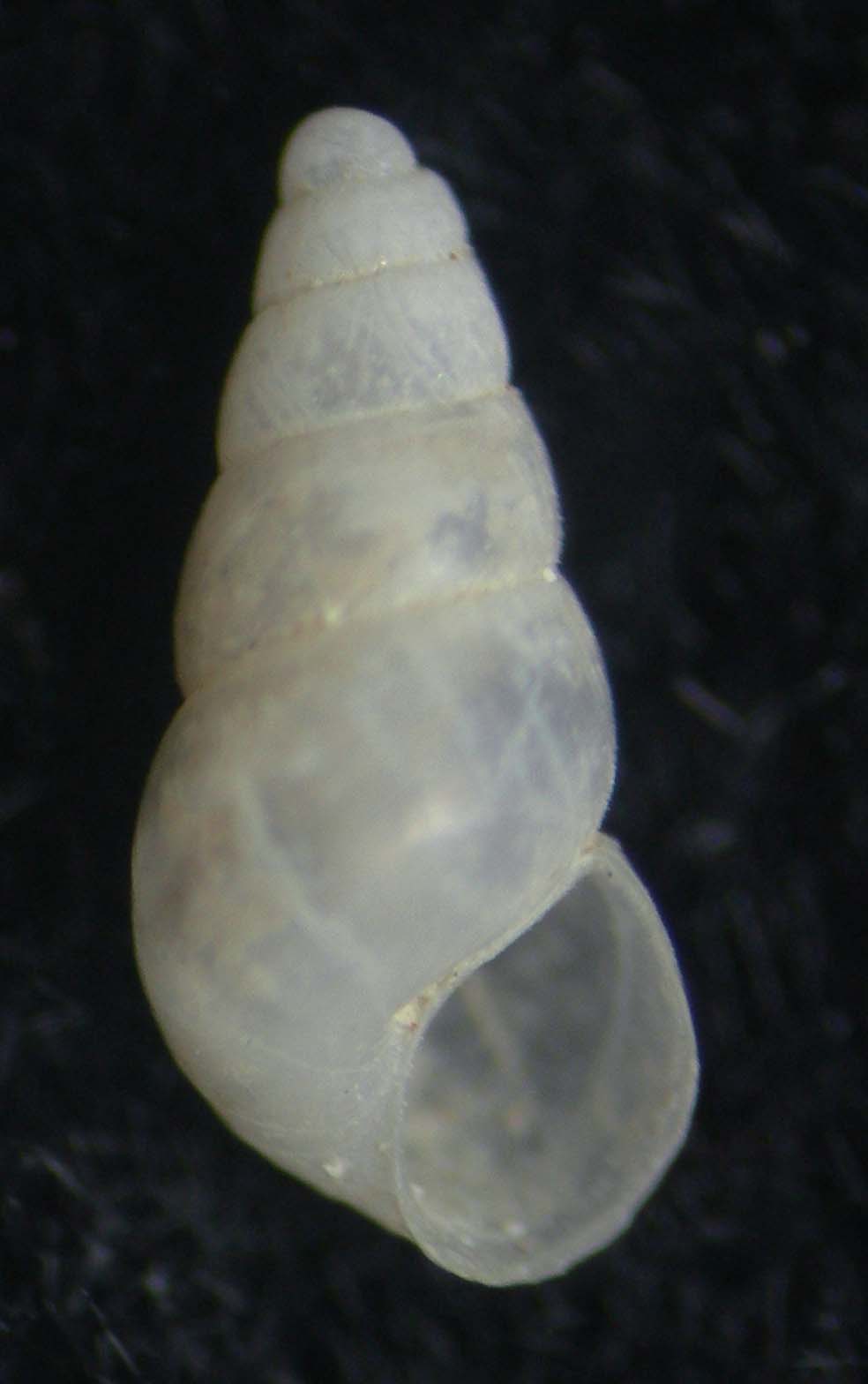 odostomia elba